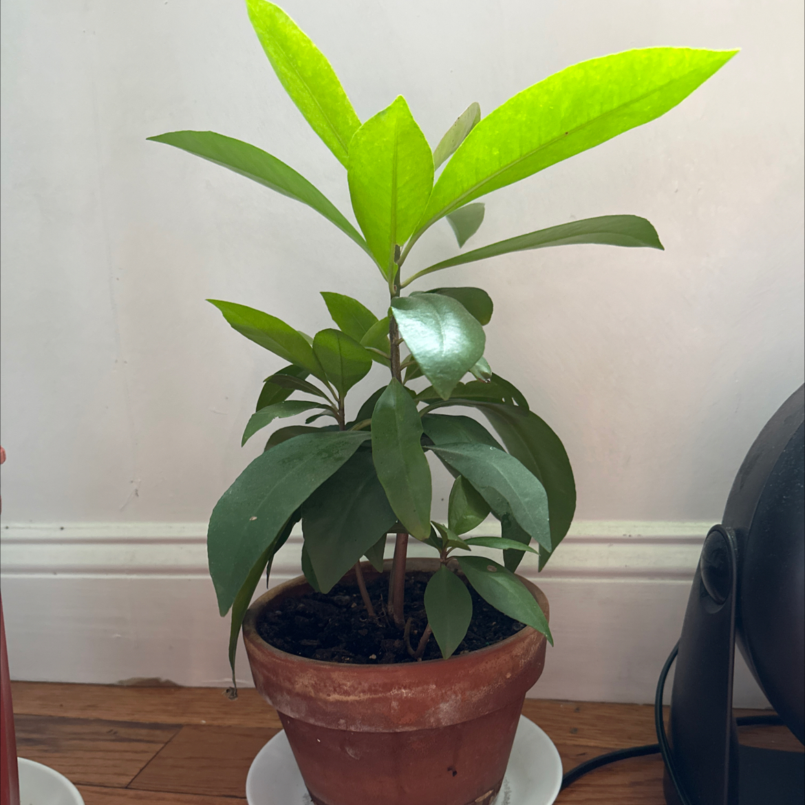 Potted Shoebutton plant with healthy green leaves, well-framed and centered.