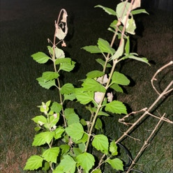 Lateflowering goosefoot plant
