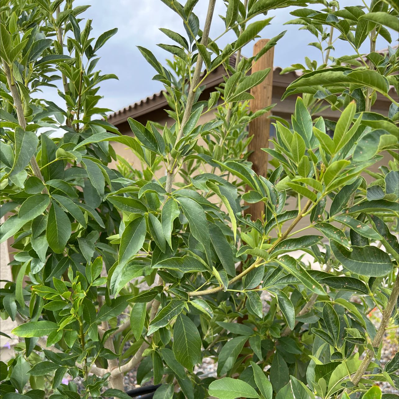Healthy Black Elderberry plant with green leaves, no visible signs of disease.