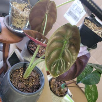 Alocasia ‘Red Secret’ plant in Pomona, California