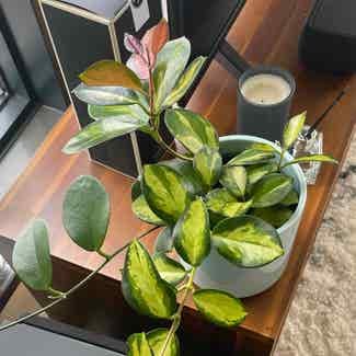 Hoya Carnosa Tricolor plant in Seattle, Washington