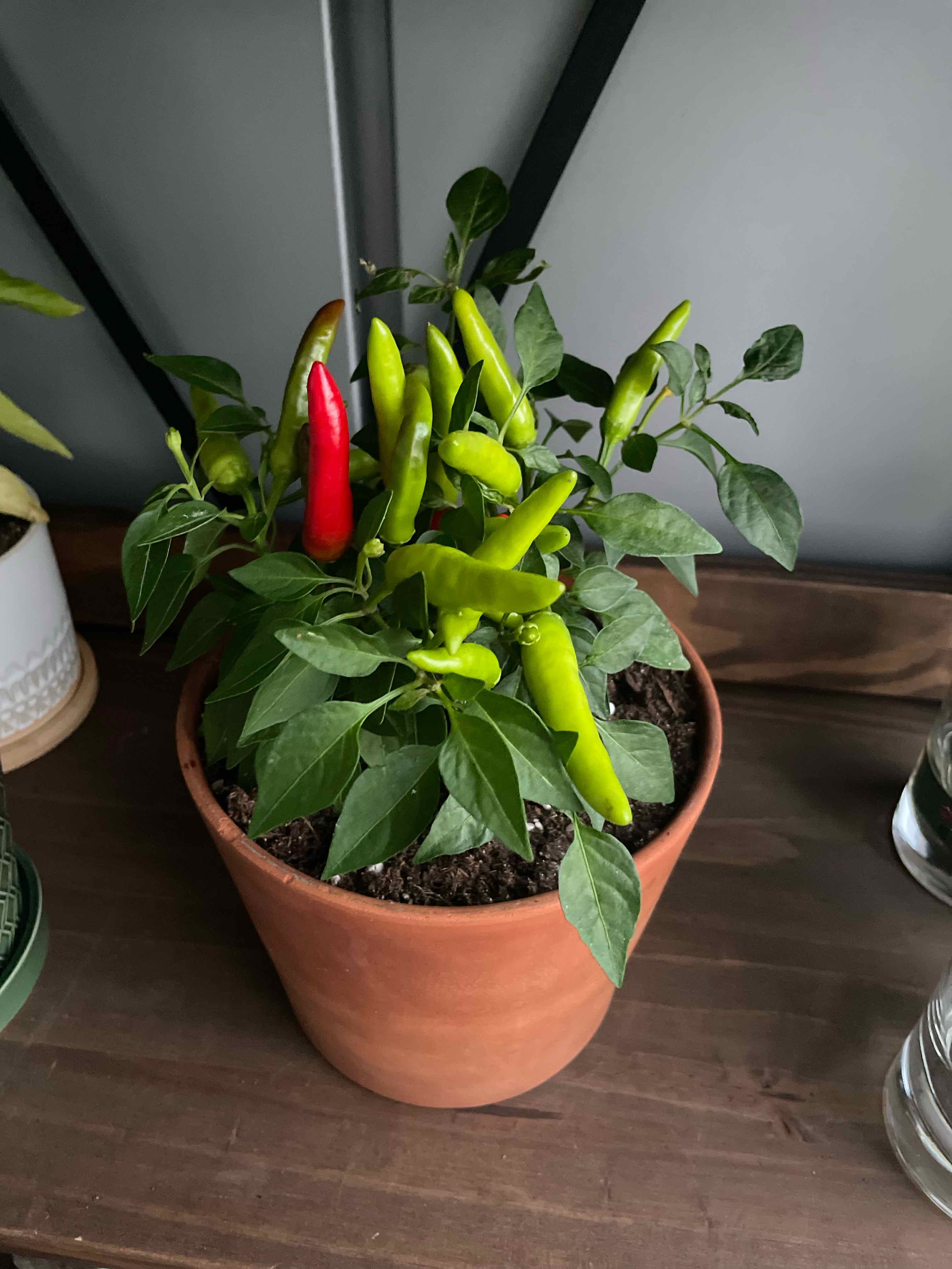 Tabasco Pepper plant in a terracotta pot with green and red peppers.