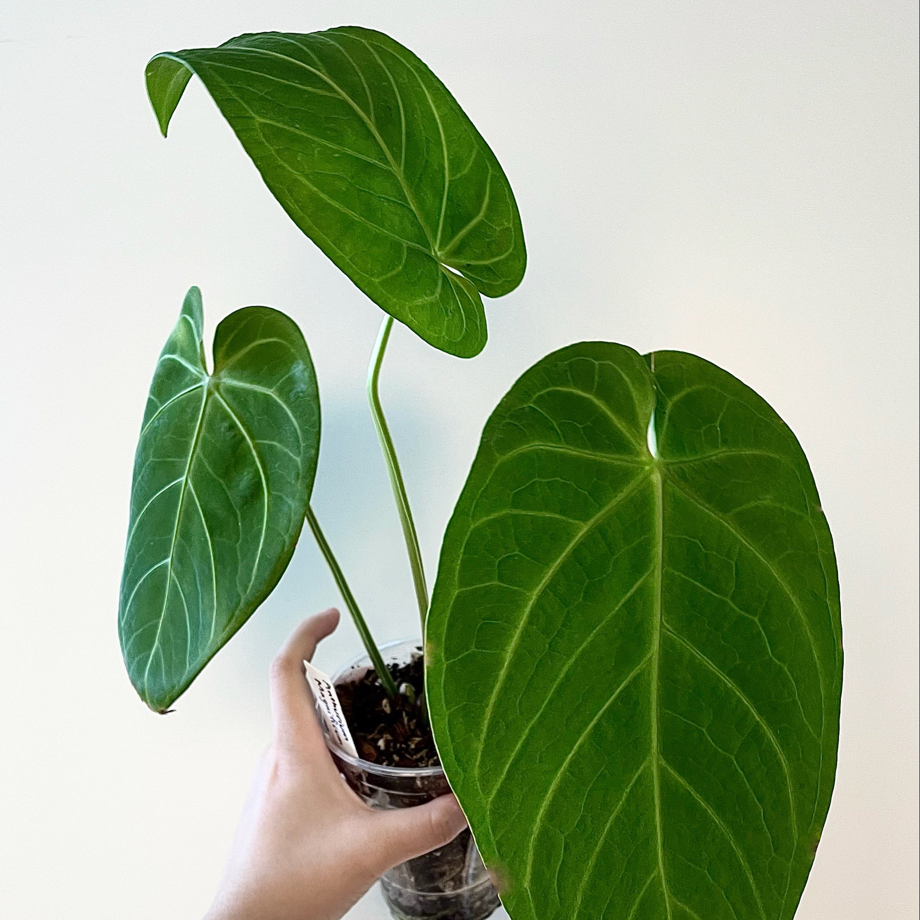 Why Are There Brown Spots on My Anthurium magnificum Leaves?
