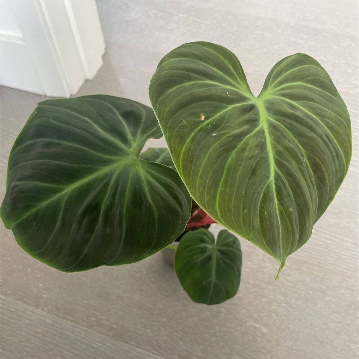 Philodendron El Choco Red plant with three large, healthy leaves.