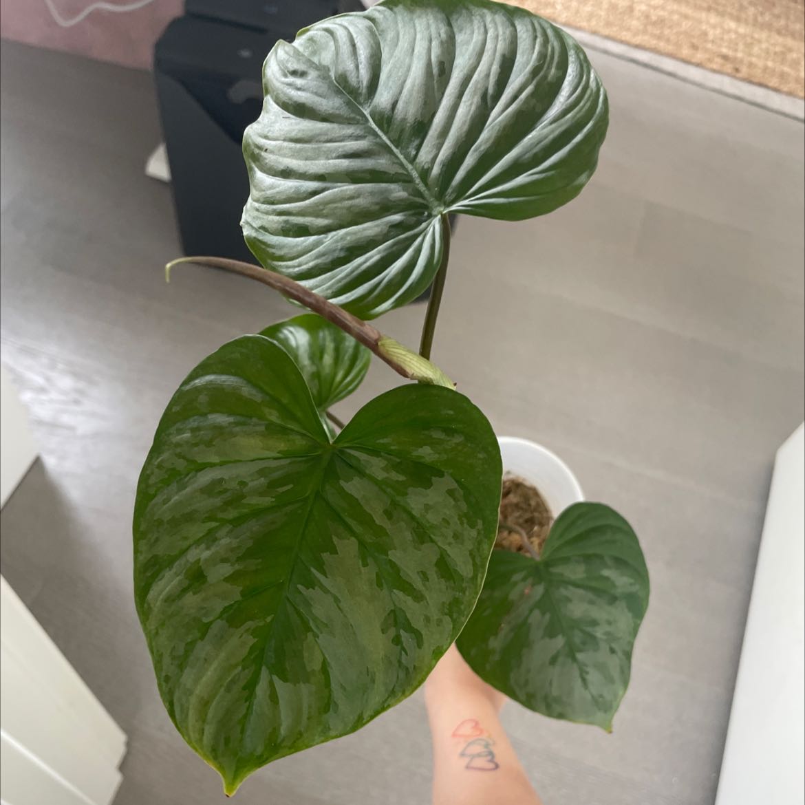 Philodendron 'Majestic' plant with large green leaves, held by a hand.
