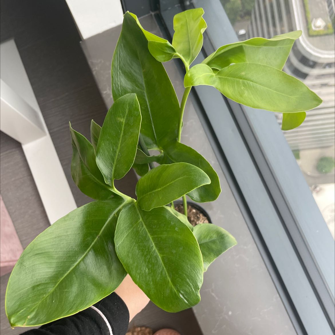 Healthy Thaumatophyllum spruceanum plant with vibrant green leaves, held by a hand.