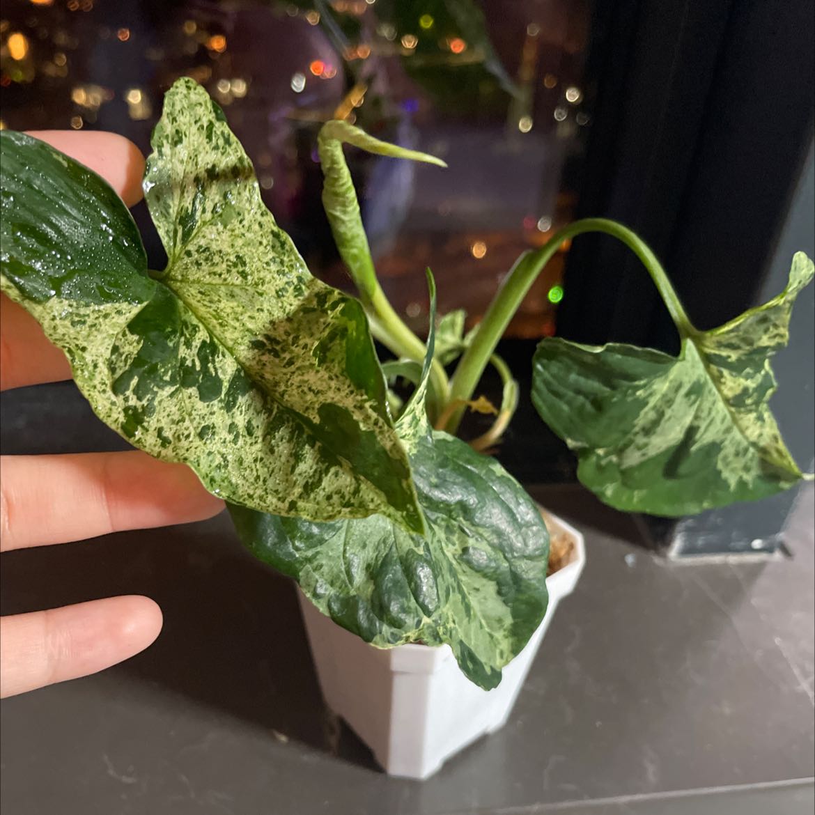 Syngonium podophyllum 'Mojito' plant with variegated leaves in a white pot, held by a hand.
