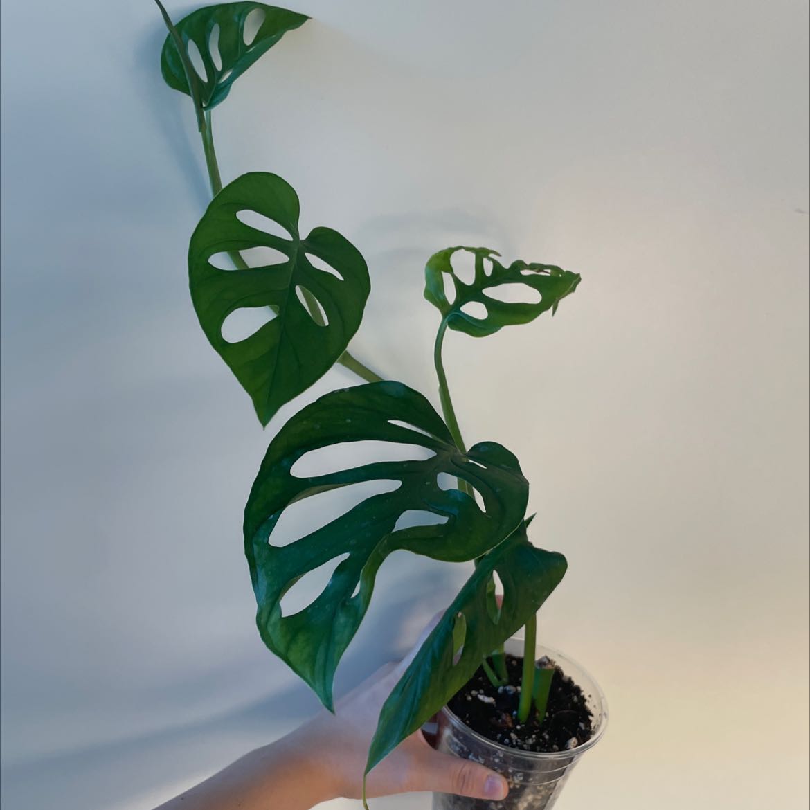Monstera esqueleto plant with fenestrated leaves held by a hand in a clear pot.