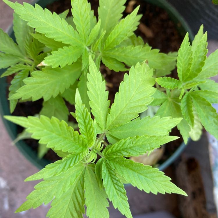 Healthy young marijuana plant with vibrant green leaves in a pot.