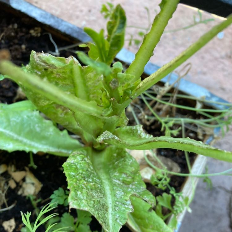 Close-up of a healthy, vibrant green garden lettuce plant growing in rich soil, with ruffled leaves and no discoloration.