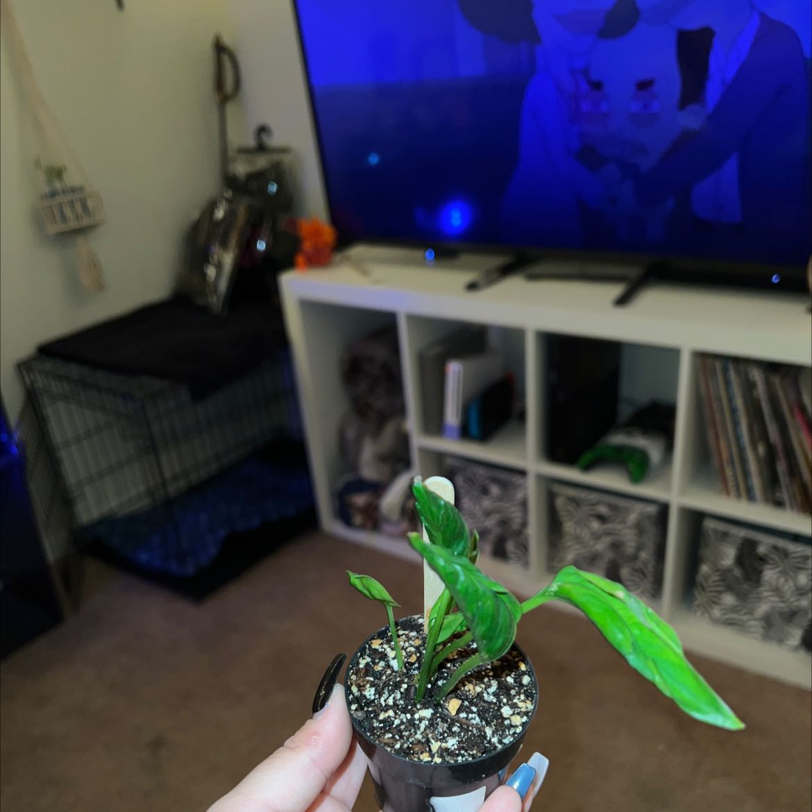 Pothos 'Shangri La' plant in a small pot, held by a hand, indoors with a TV in the background.