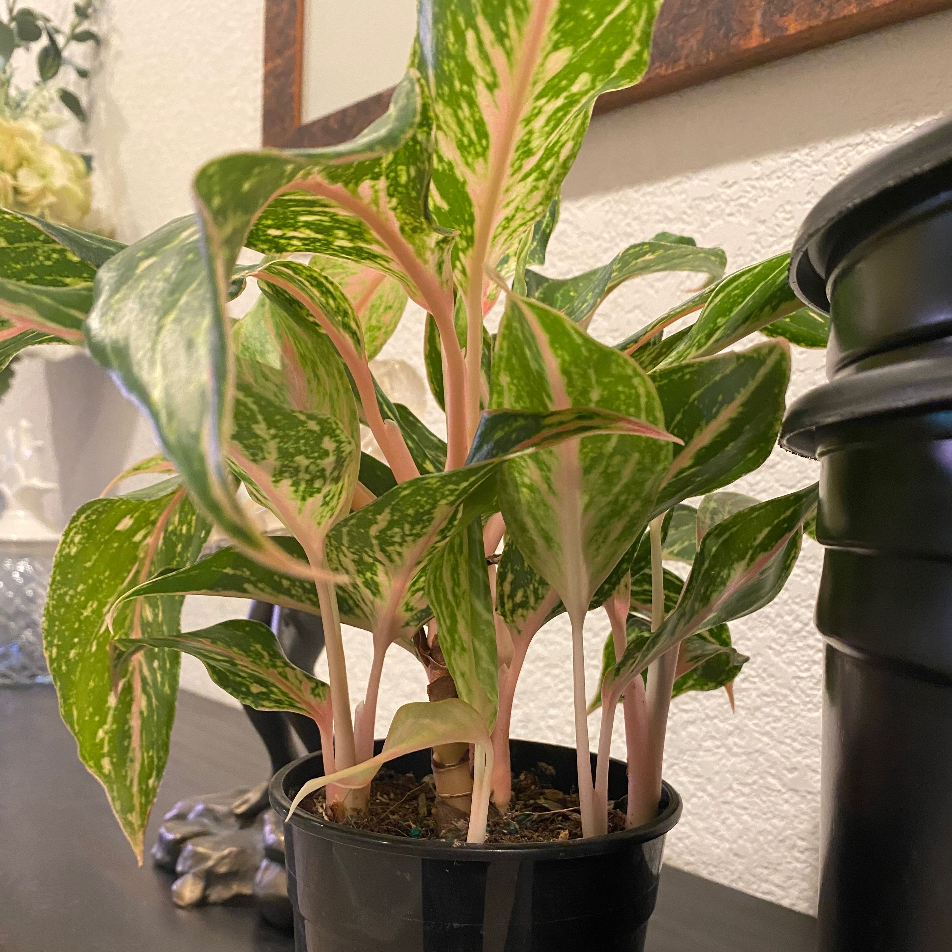 Aglaonema 'Sparkling Sarah' plant with vibrant green leaves and pink stems in a black pot.