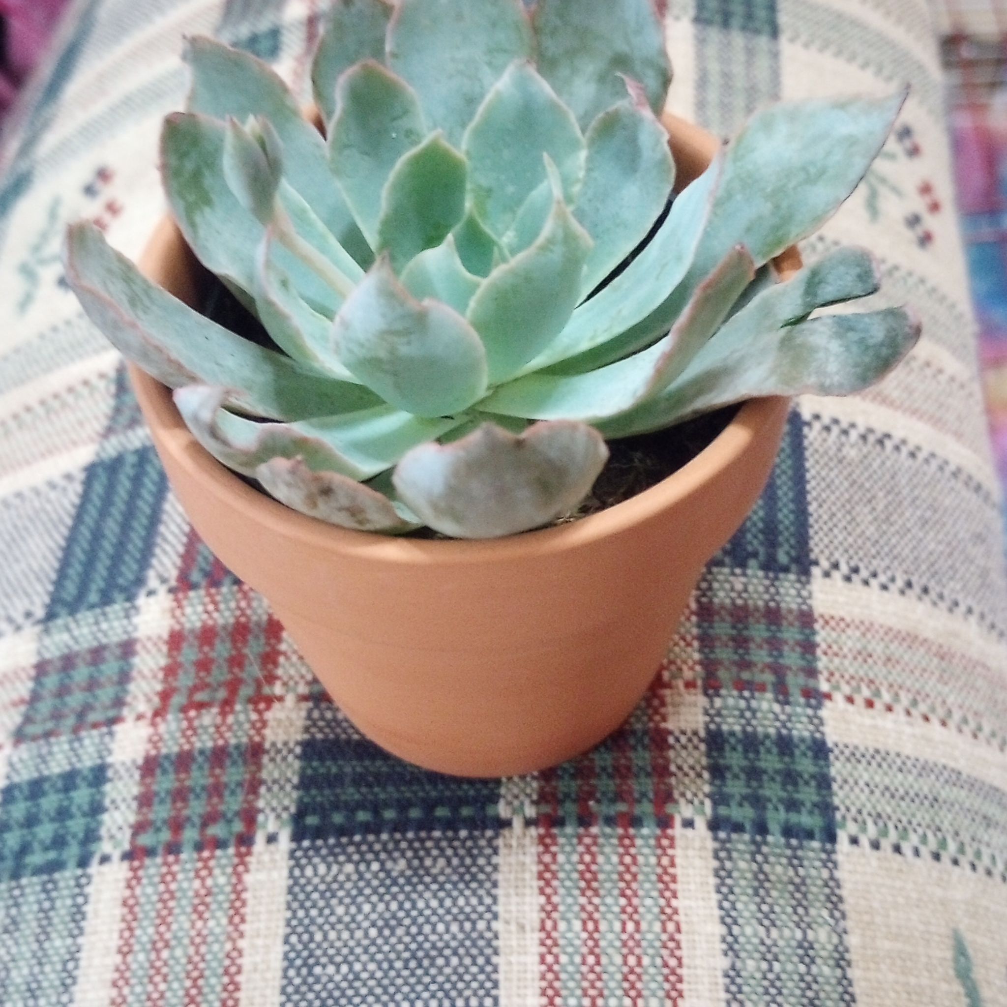 Photo of the plant species Echeveria 'Blue Rose' by @RainbowVendetta named Sir Plancelot on Greg, the plant care app
