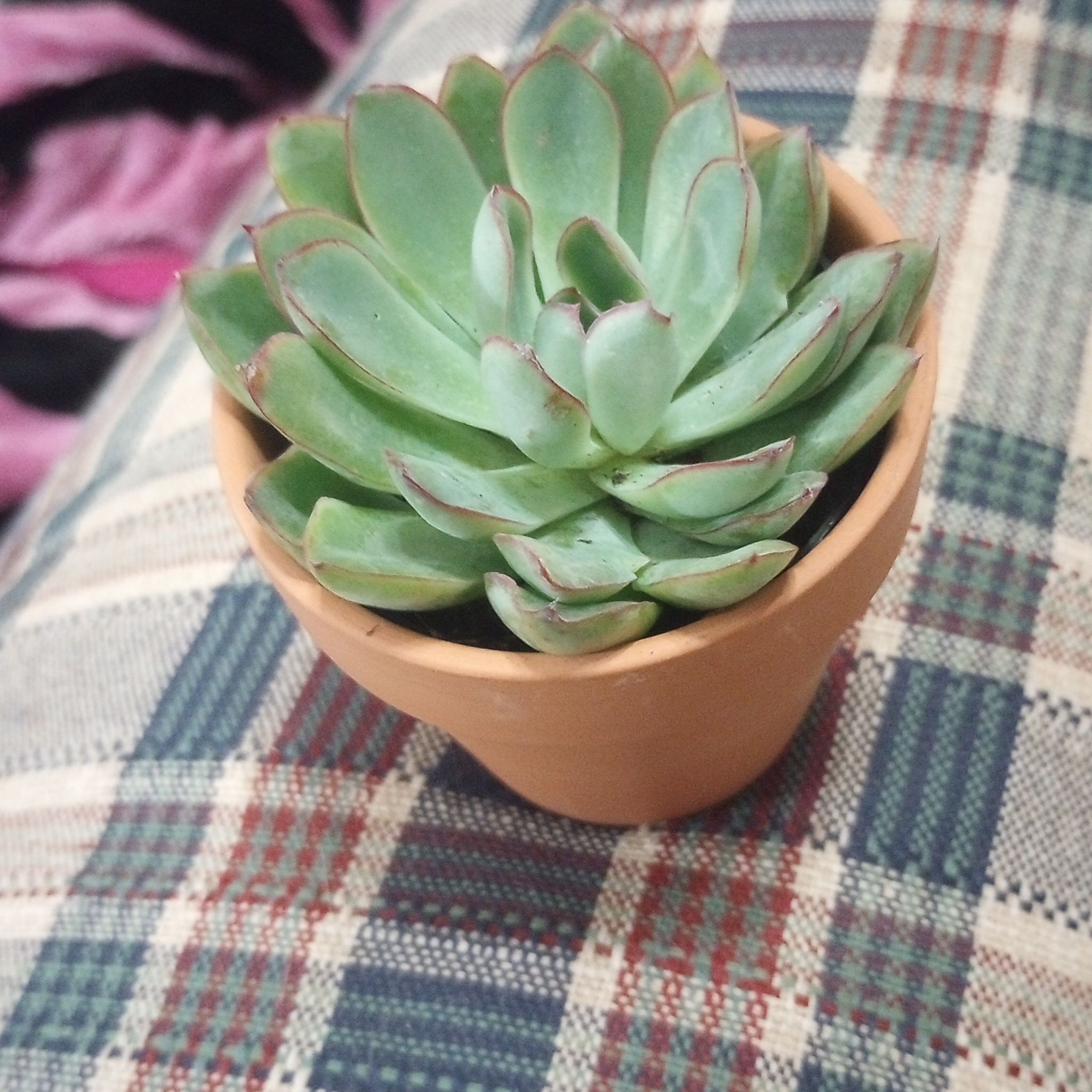 Photo of the plant species Echeveria pelusida 'Mexican Hat' by @RainbowVendetta named Mochi on Greg, the plant care app