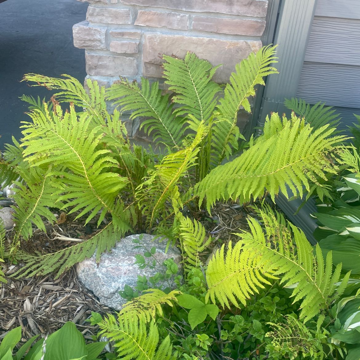 Matteuccia plant with multiple fronds, some browning at tips, in a garden bed with mulch and a rock.