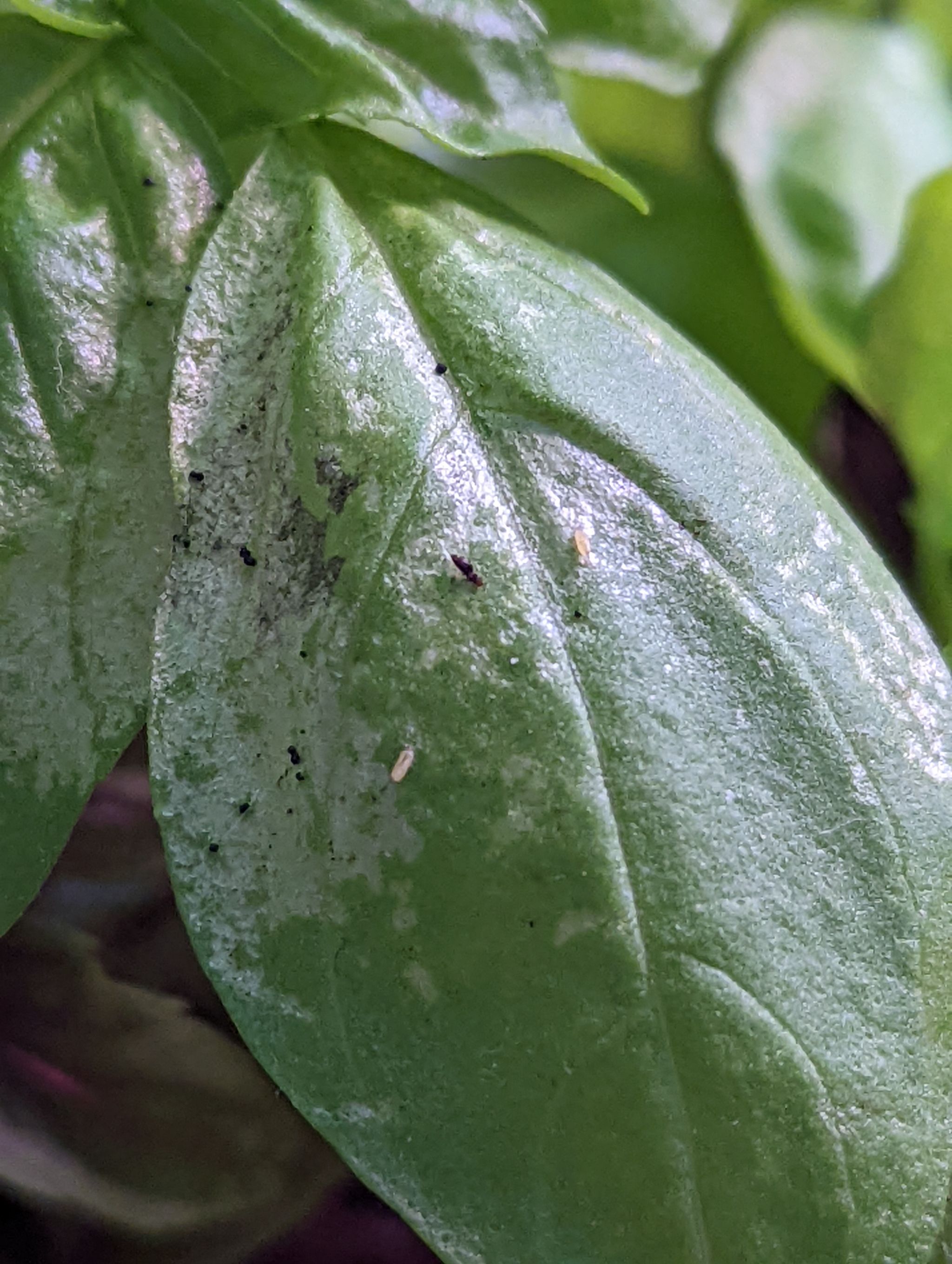 Little black insects all over basil.