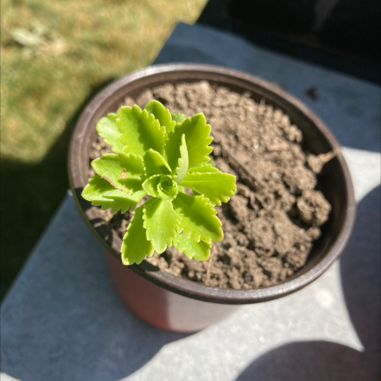 Photo of the plant species Aizoon Stonecrop by @CuriousIcarus named Key lime on Greg, the plant care app