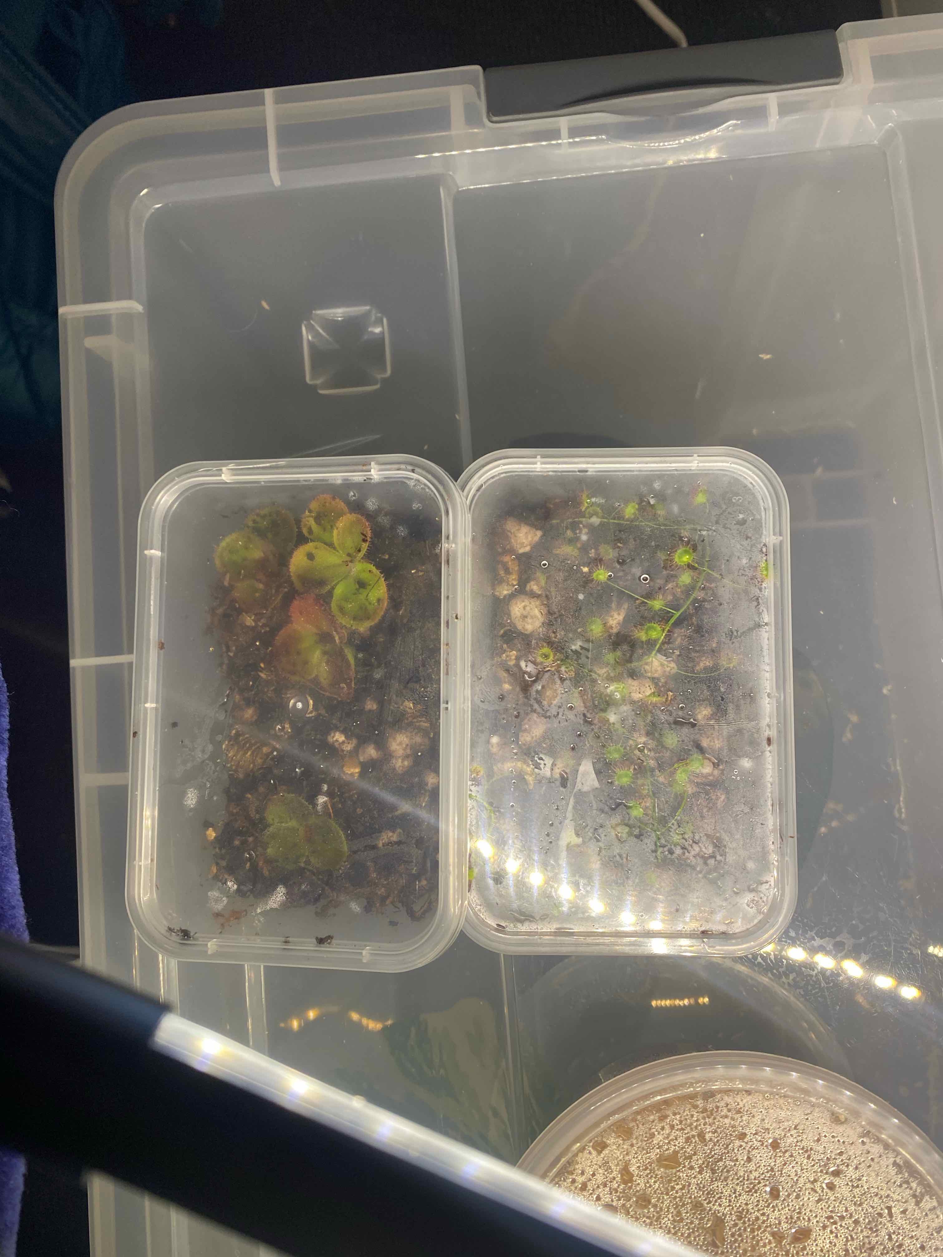 Two containers with Australian Sundew plants in early growth stages, placed in a larger plastic bin.