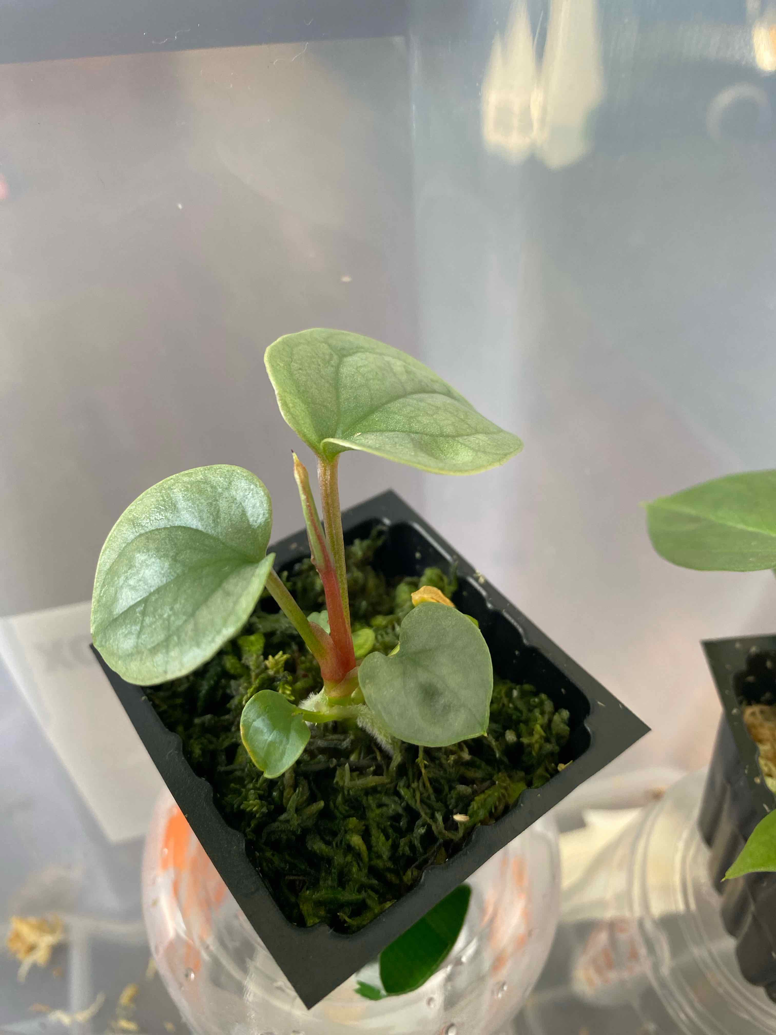 Young Anthurium Luxurians plant in a small pot with healthy green leaves.