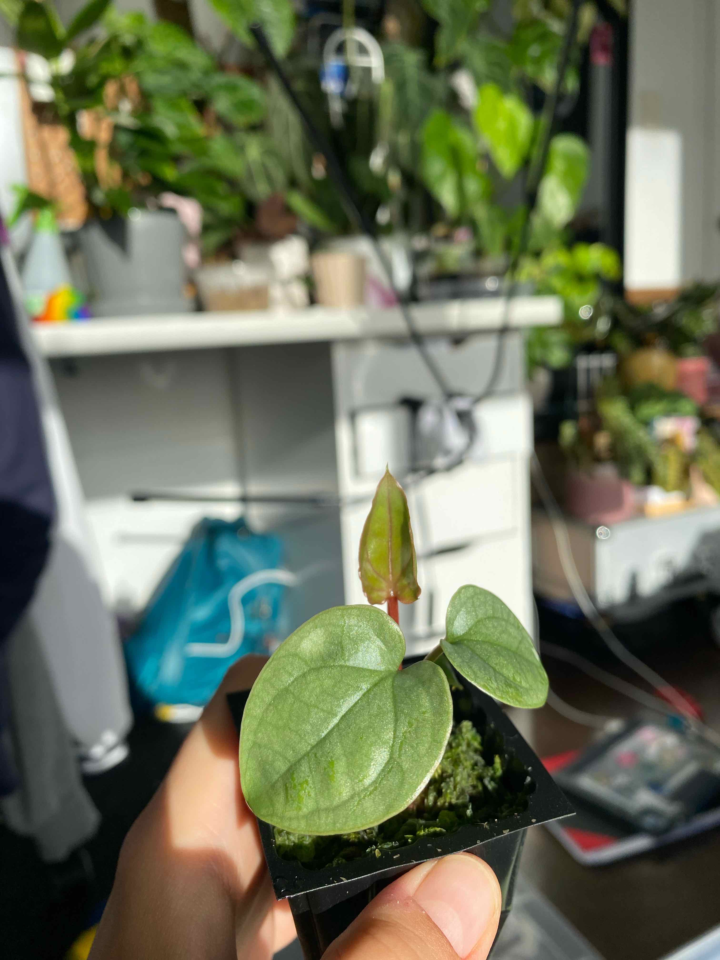 Young Anthurium Luxurians plant with healthy green leaves, held by a hand.