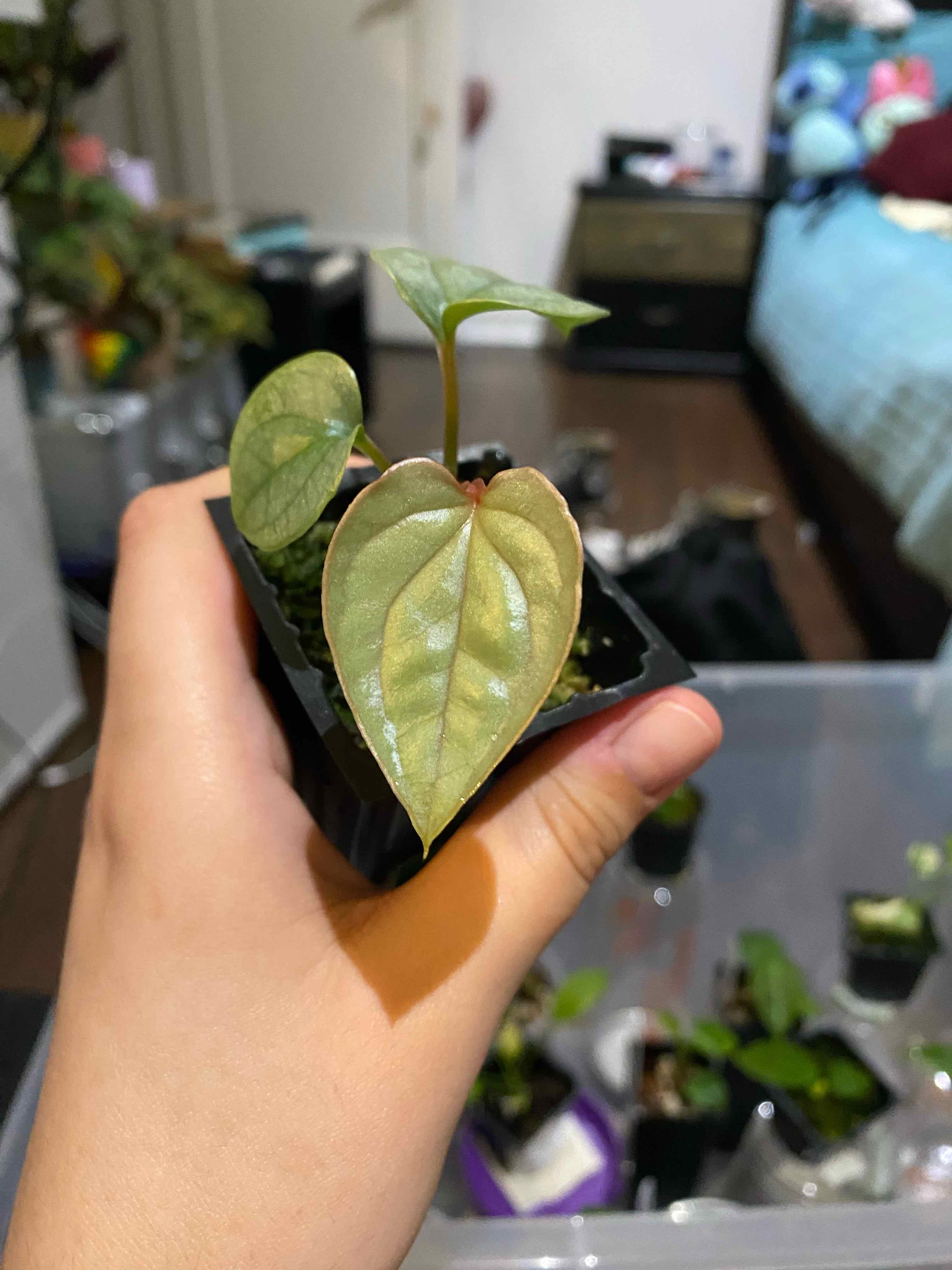 Anthurium Luxurians plant held in a hand, with healthy green leaves and visible soil.