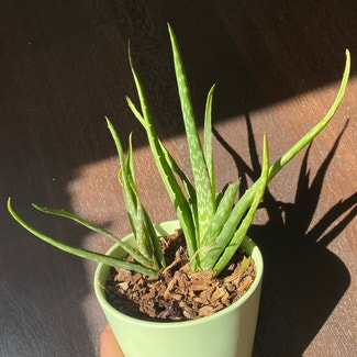 Aloe Vera plant in Perth, Western Australia