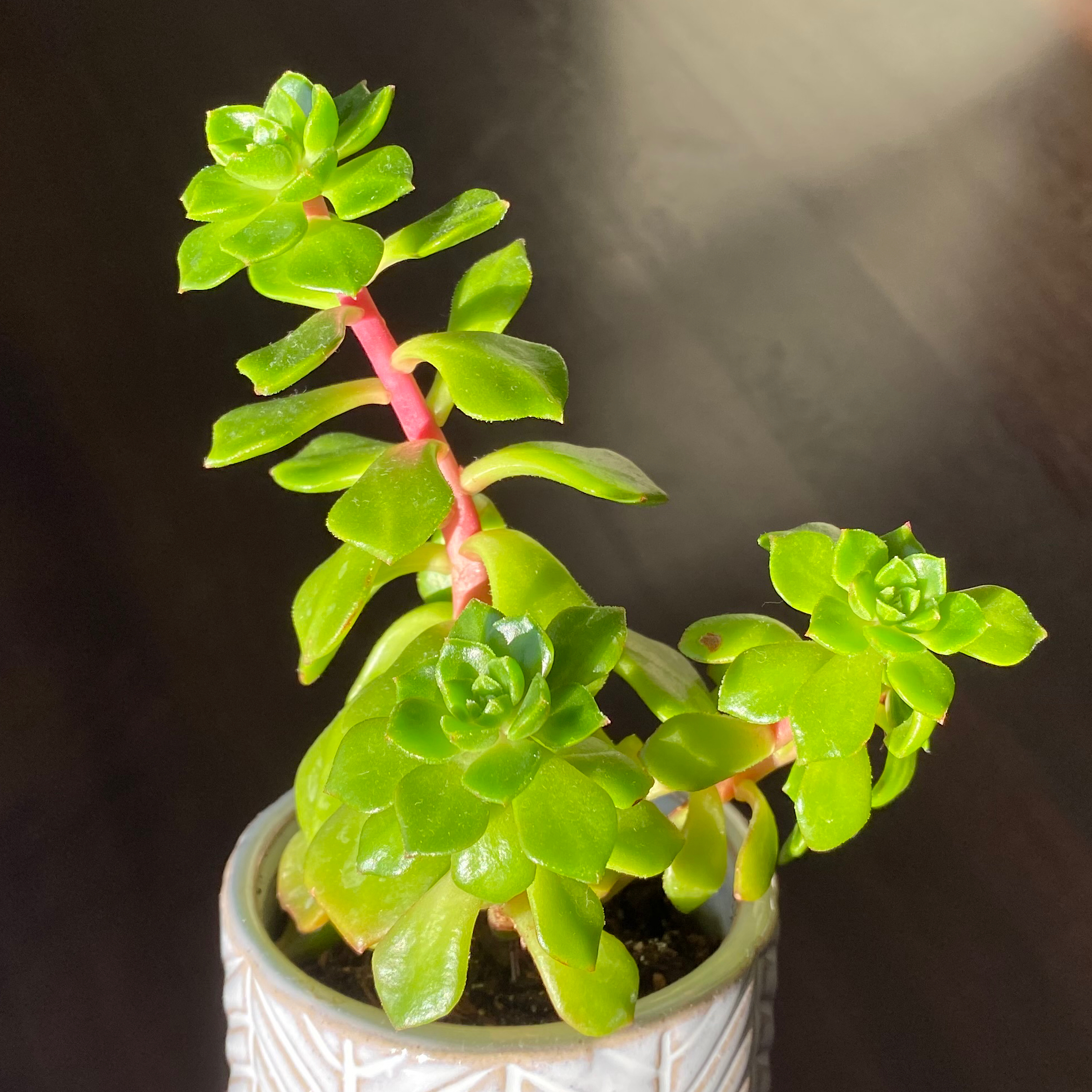 Sedeveria 'Letizia' plant in a decorative pot with vibrant green leaves.