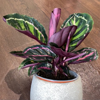 Rose Calathea plant in Somewhere on Earth