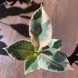 Variegated Rubber Tree plant in Perth, Western Australia