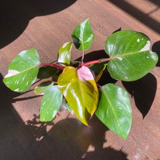 Pink Princess Philodendron plant in Perth, Western Australia