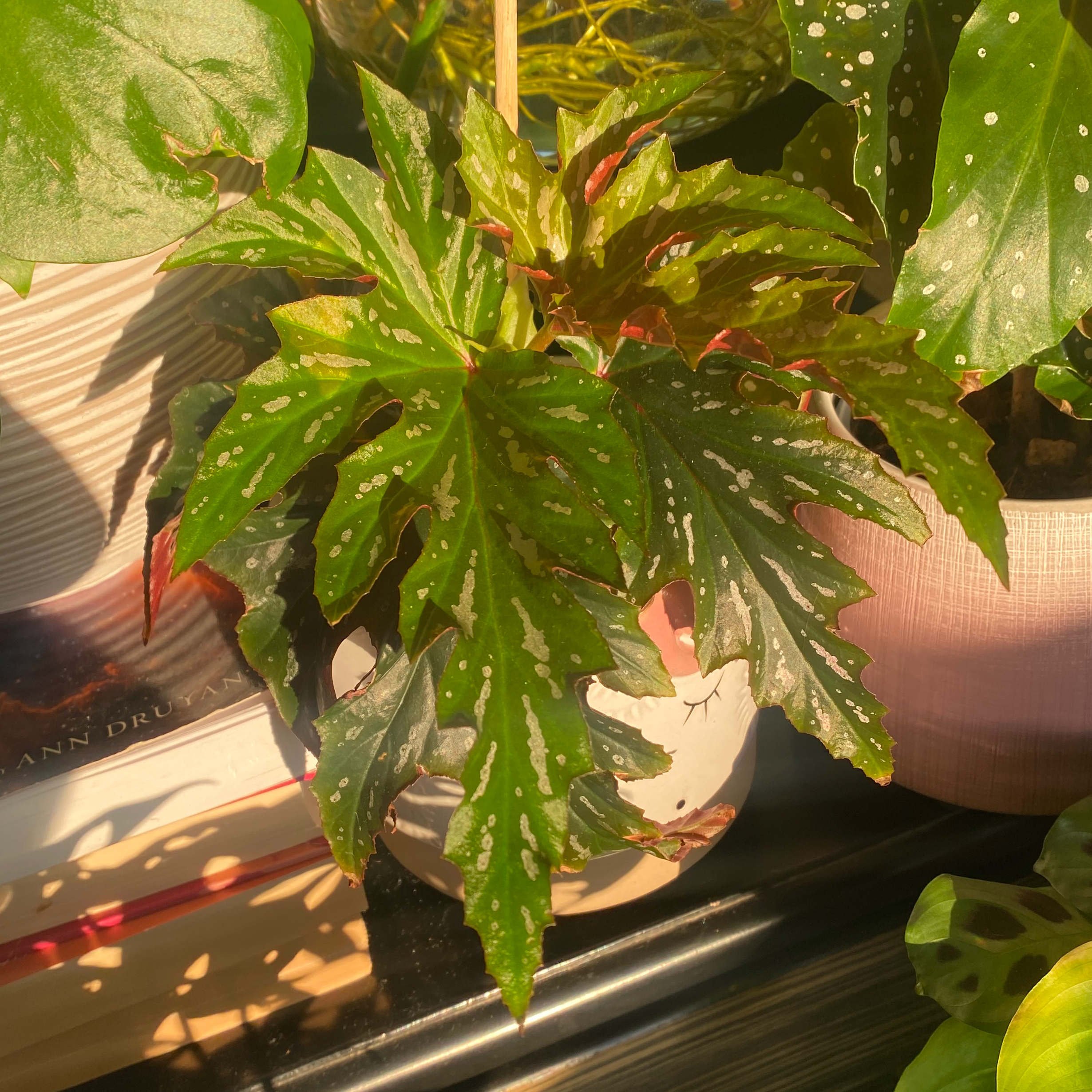 Begonia Sophie Cecile Yoshi