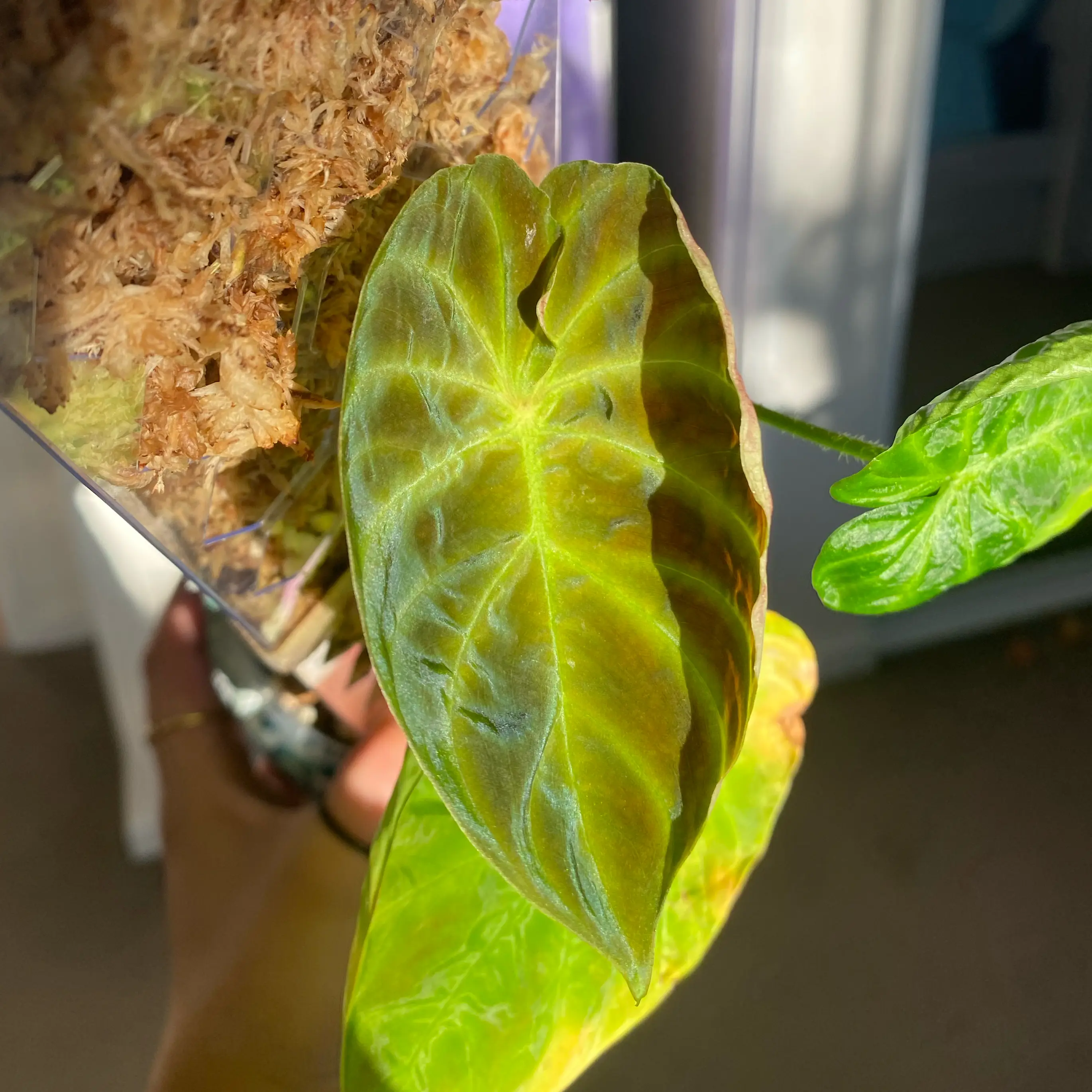 Photo of the plant species Philodendron verrucosum 'Glow' by @AstroMind named Philodendron verrucosum Rosetta on Greg, the plant care app
