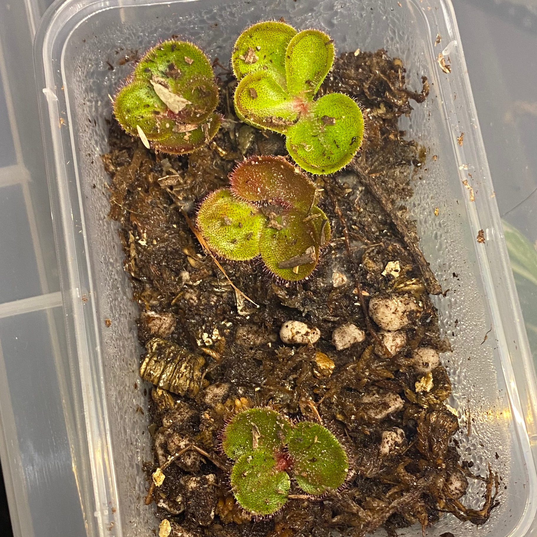 Australian Sundew plant in a plastic container with visible soil and healthy green and red leaves.