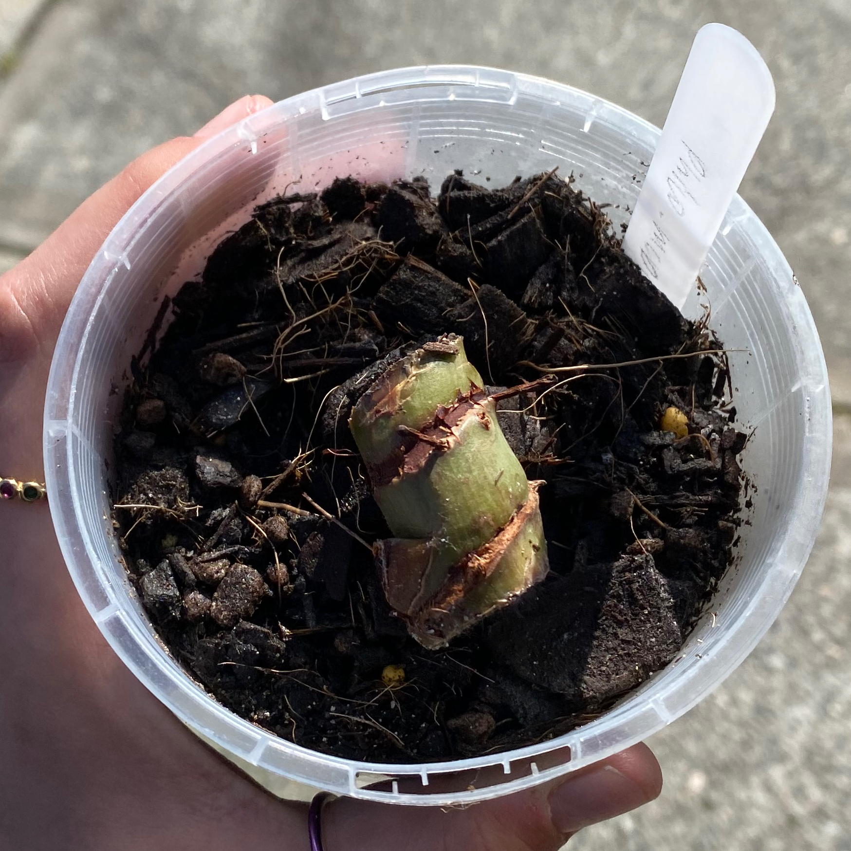 Philodendron 'McDowell' cutting in a container with soil, early growth stage.