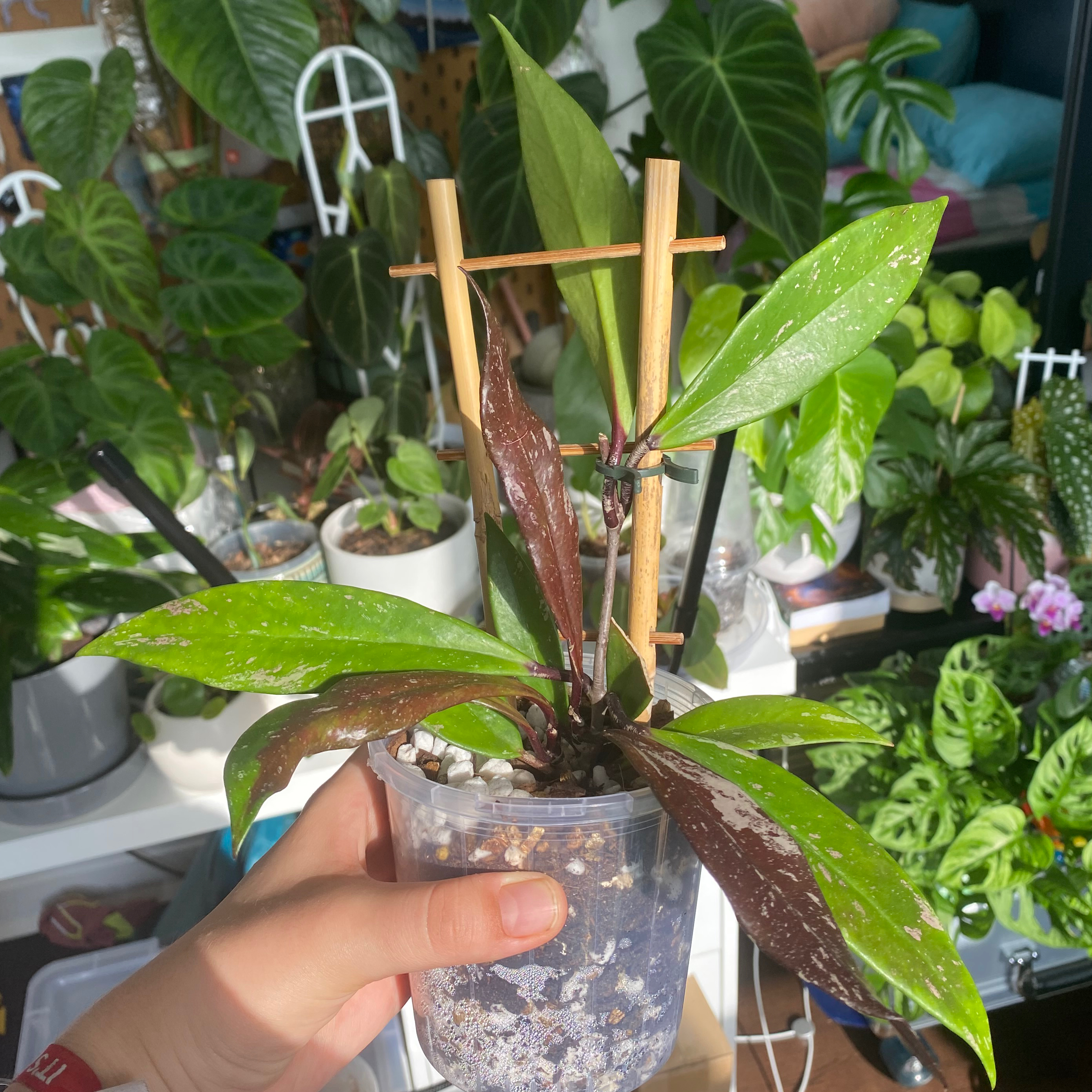 Hoya publicalyx 'Royal Hawaiian Purple' plant in a clear pot, held by a hand, with other plants in the background.