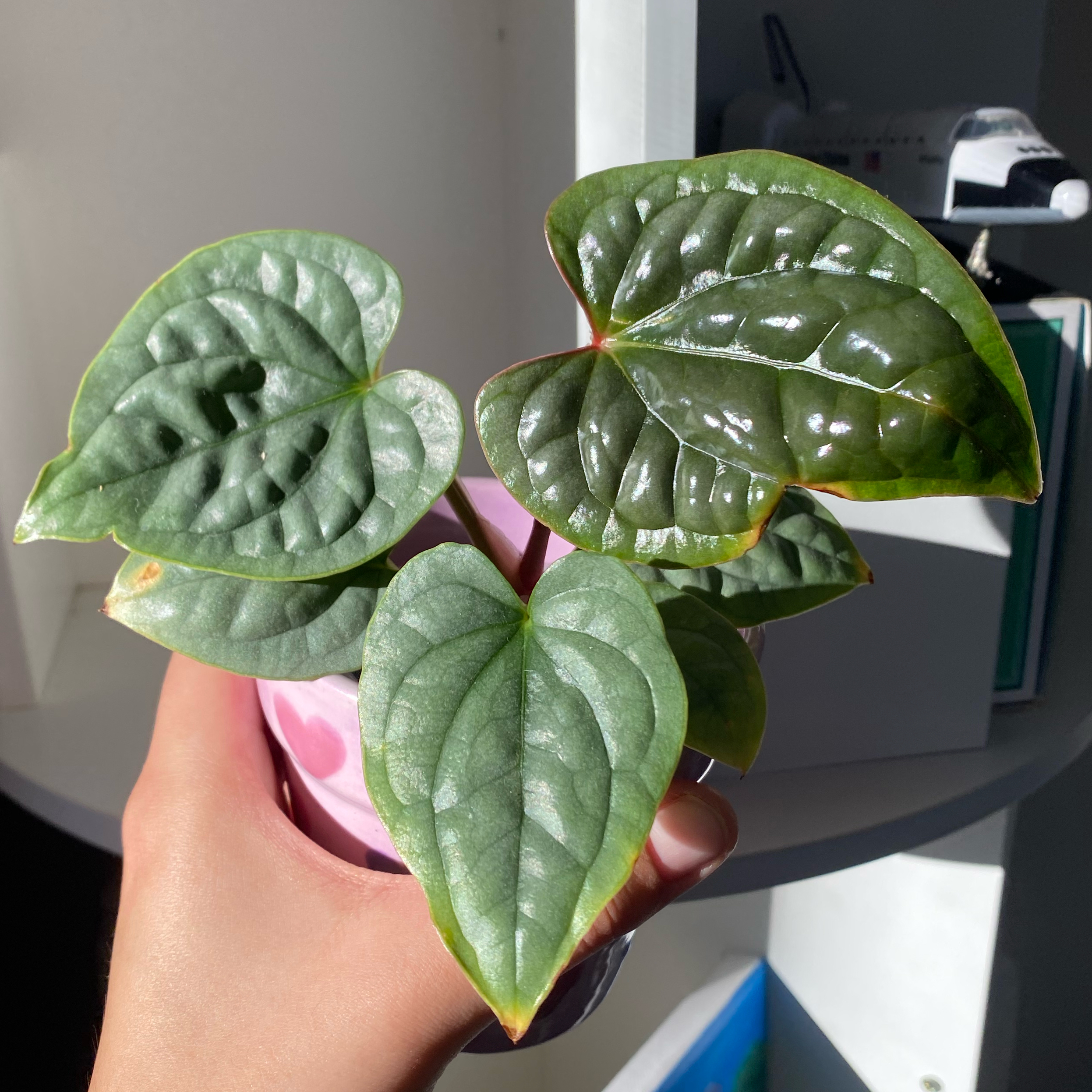 Anthurium Luxurians plant with glossy, heart-shaped leaves held by a hand.