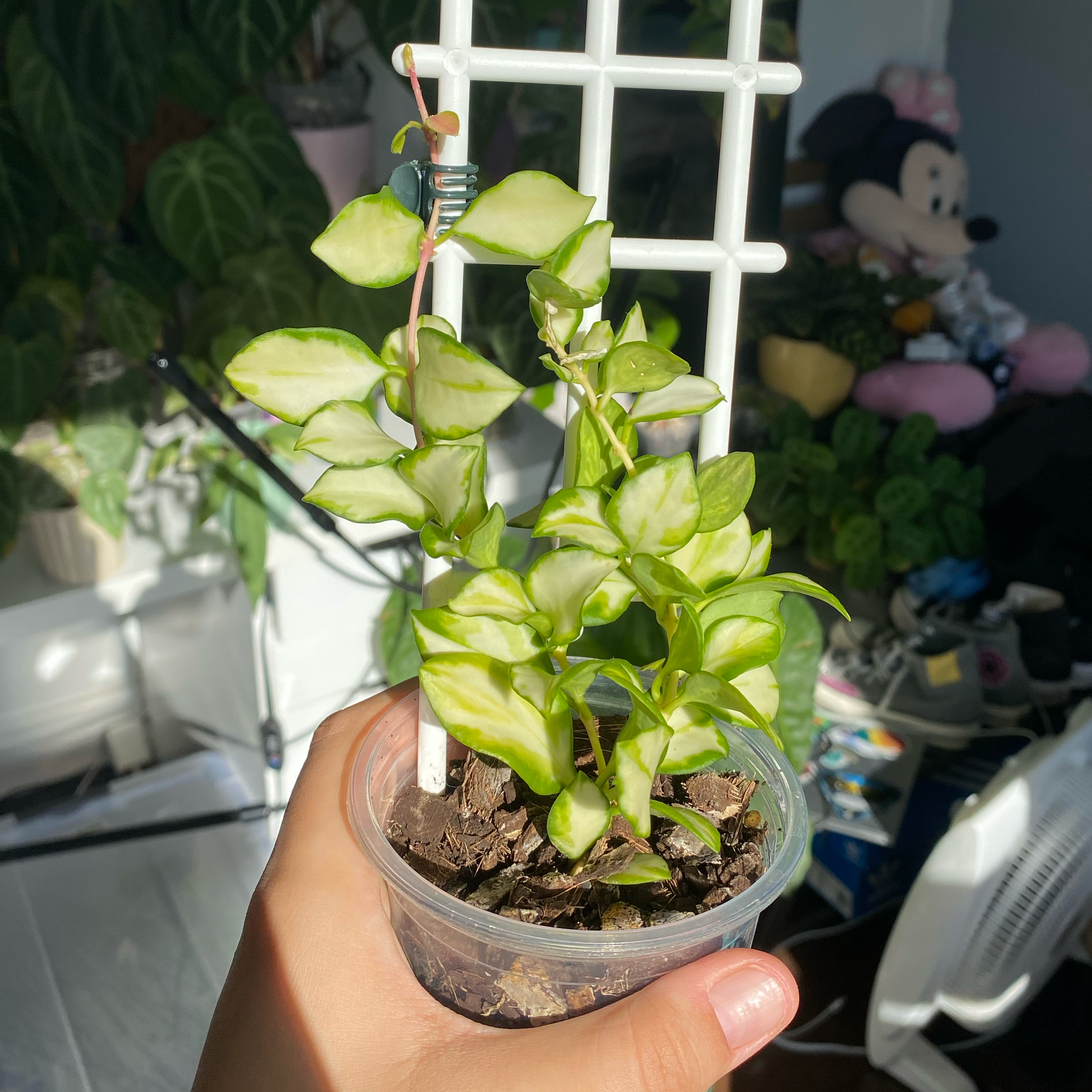 Hoya heuschkeliana variegata plant in a small pot with a white trellis, held by a hand.