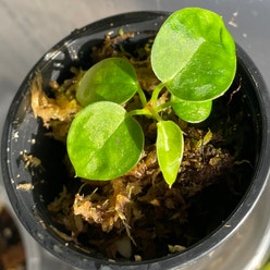 Velvet Cardboard Anthurium plant