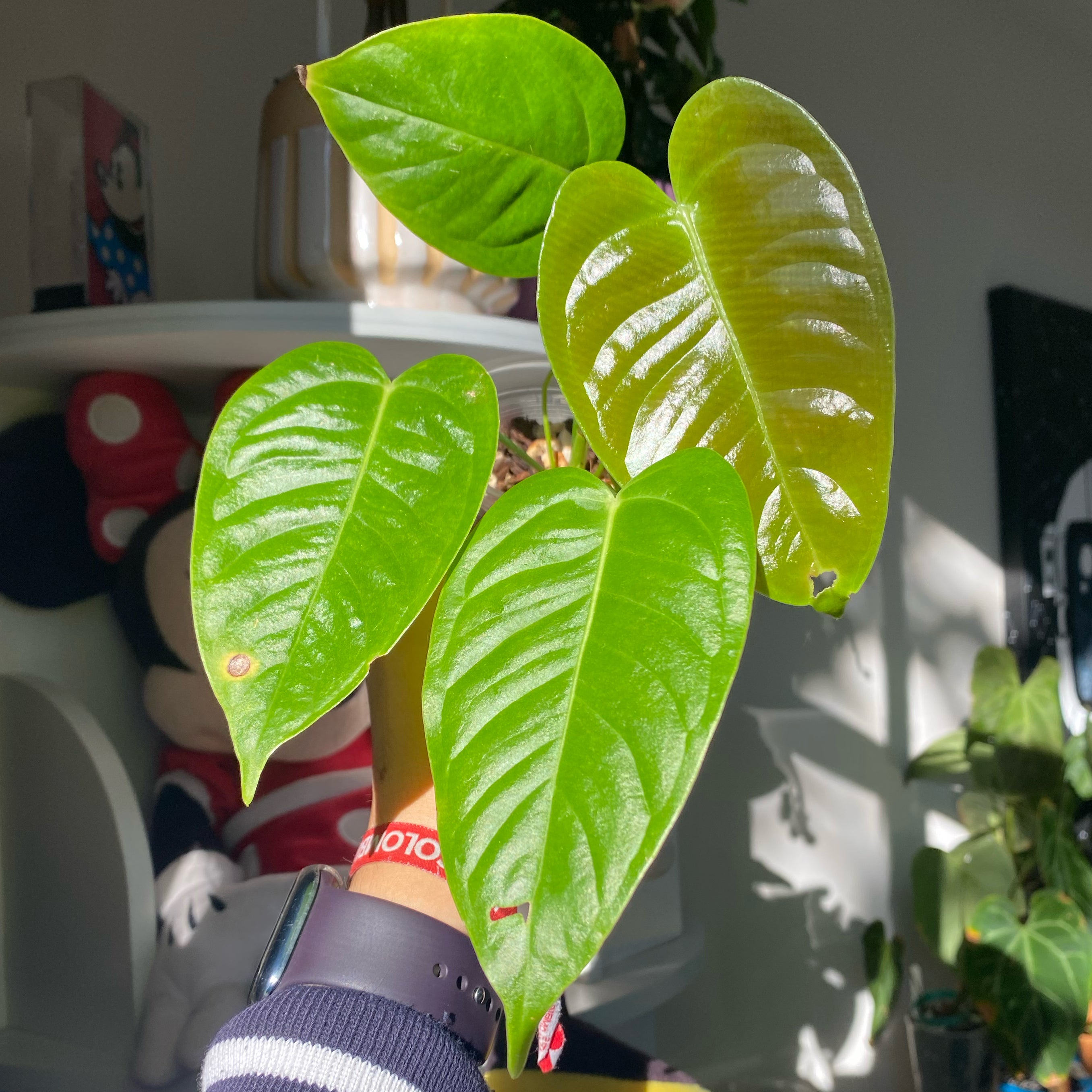 💧 How Much Humidity Does My Anthurium veitchii Need?