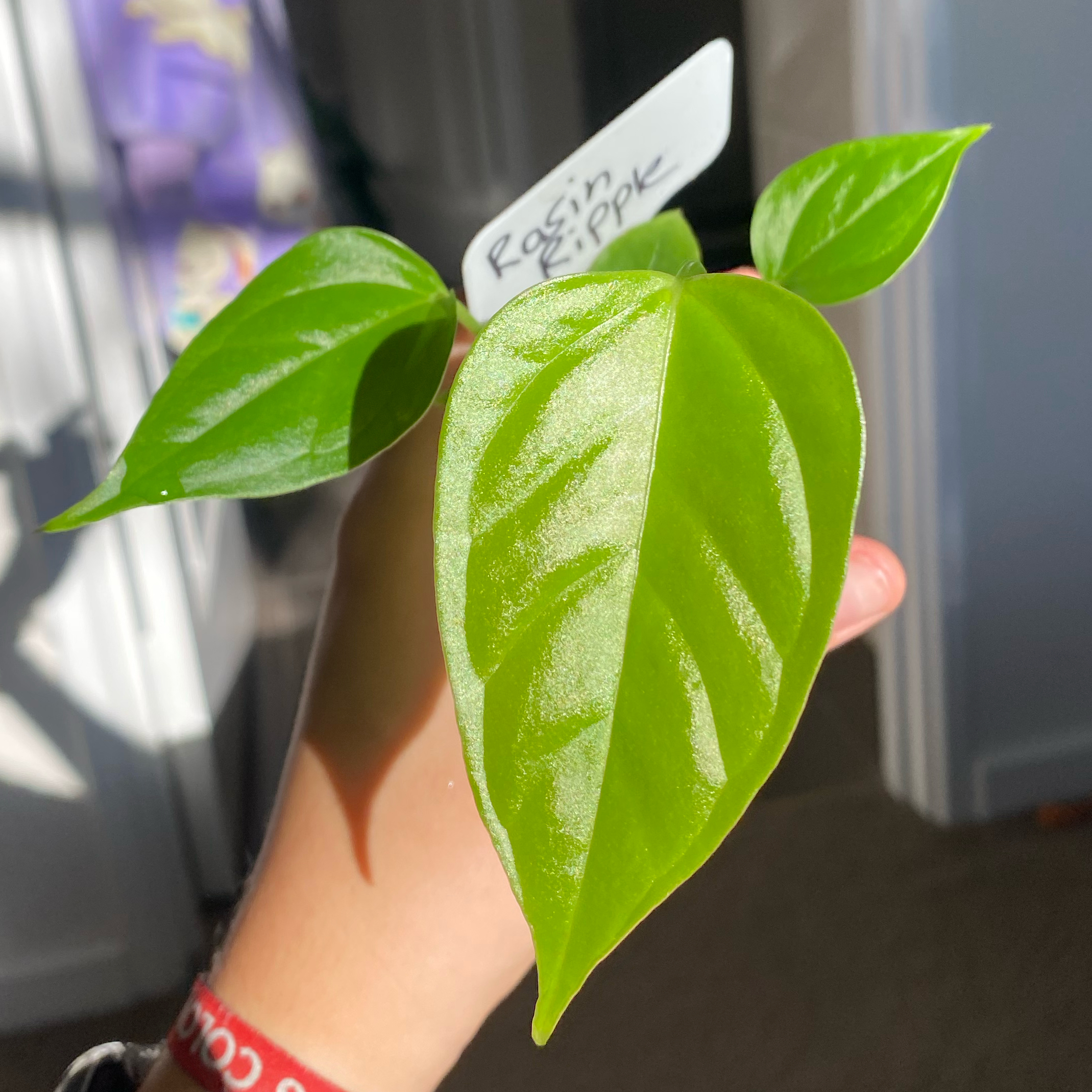 Photo of the plant species Anthurium 'Moodeanum' by @AstroMind named Anth raisin ripple bosworth beautyX Vei on Greg, the plant care app