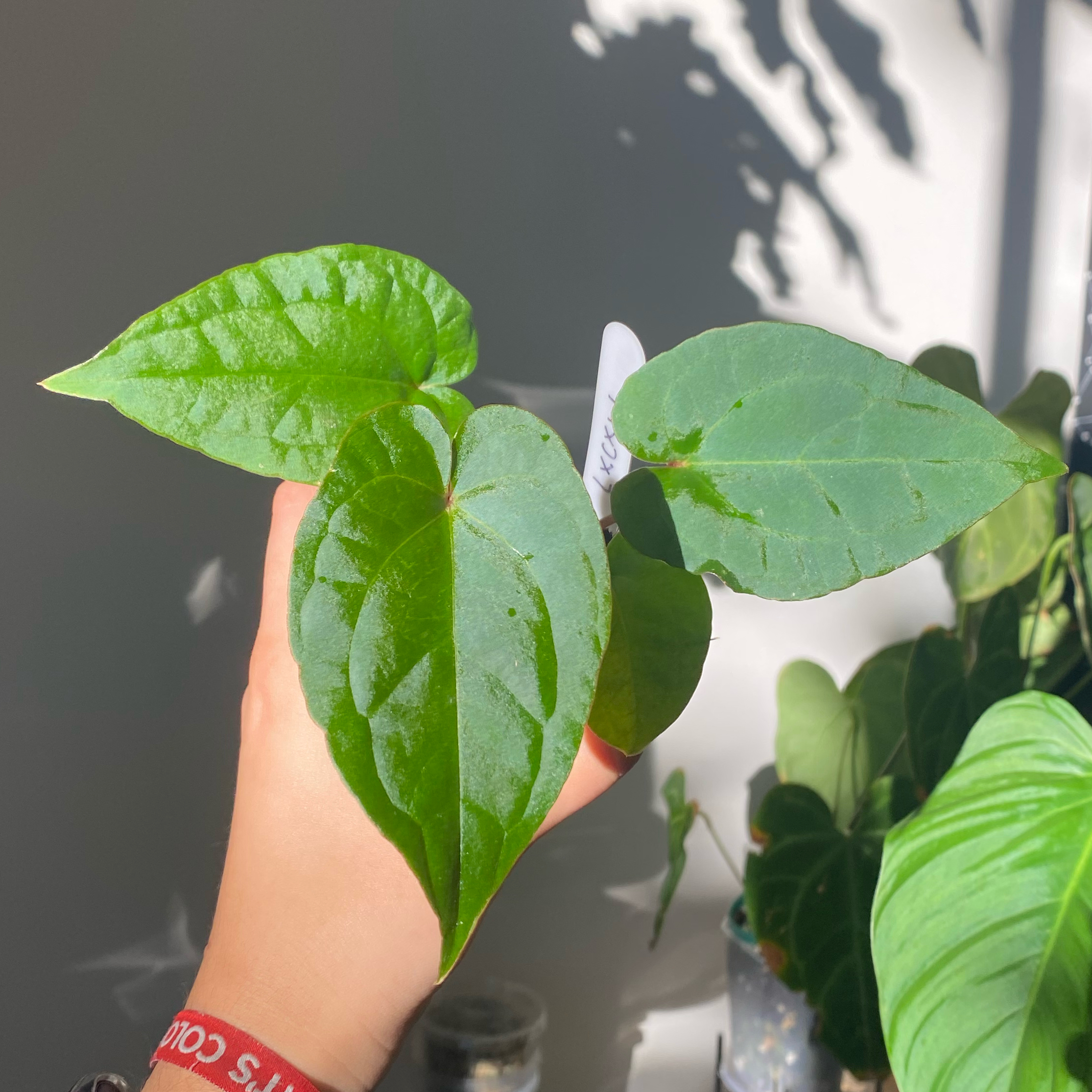 Anthurium Luxurians plant with vibrant green leaves held by a hand, well-focused and well-framed.