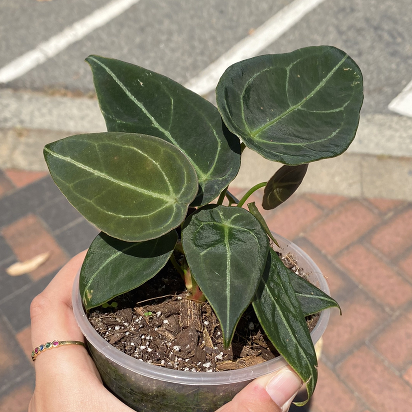 Potted Anthurium forgetii plant with dark green leaves and white veins, held by a hand.