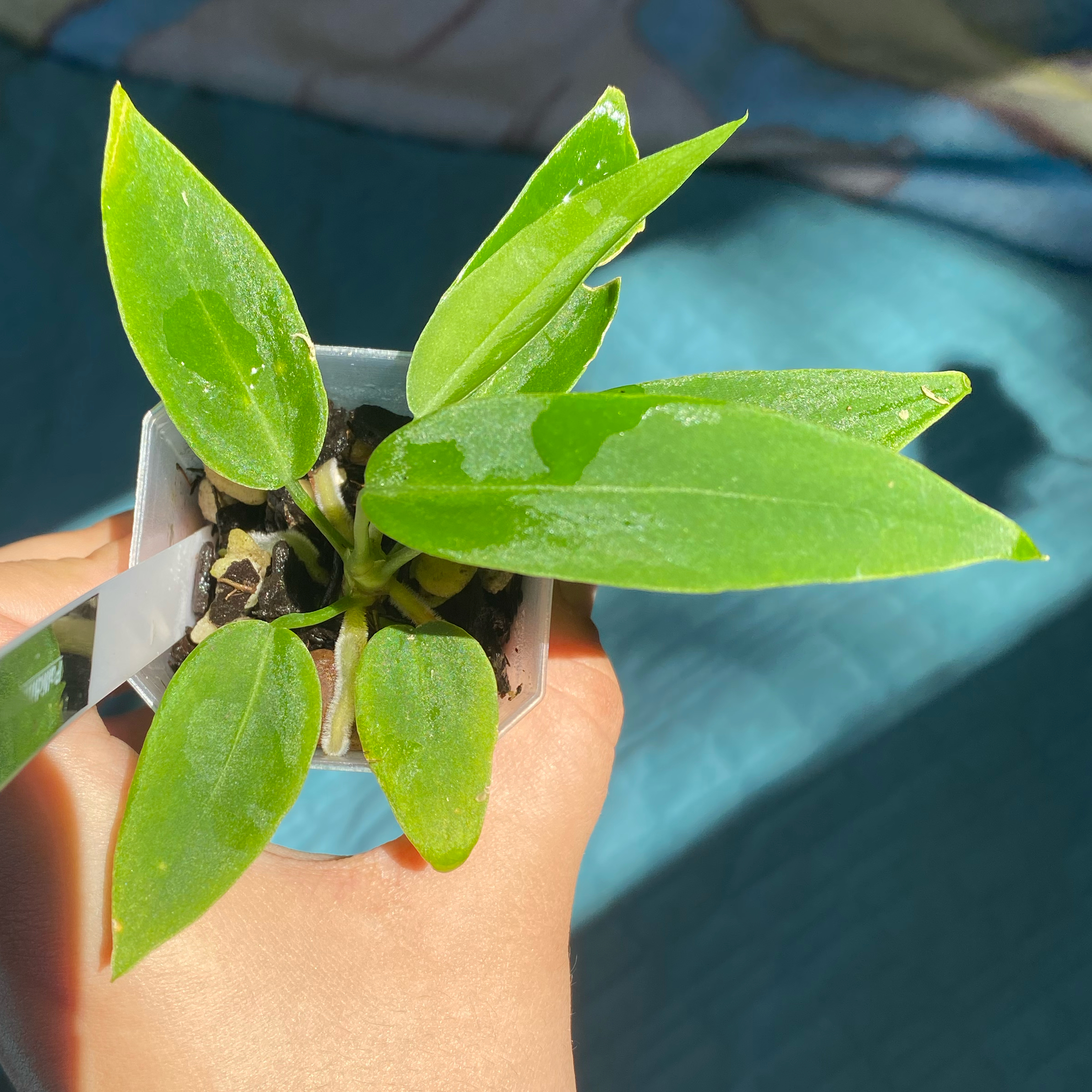 Strap Leaf Anthurium plant in a small pot with green leaves and visible soil.