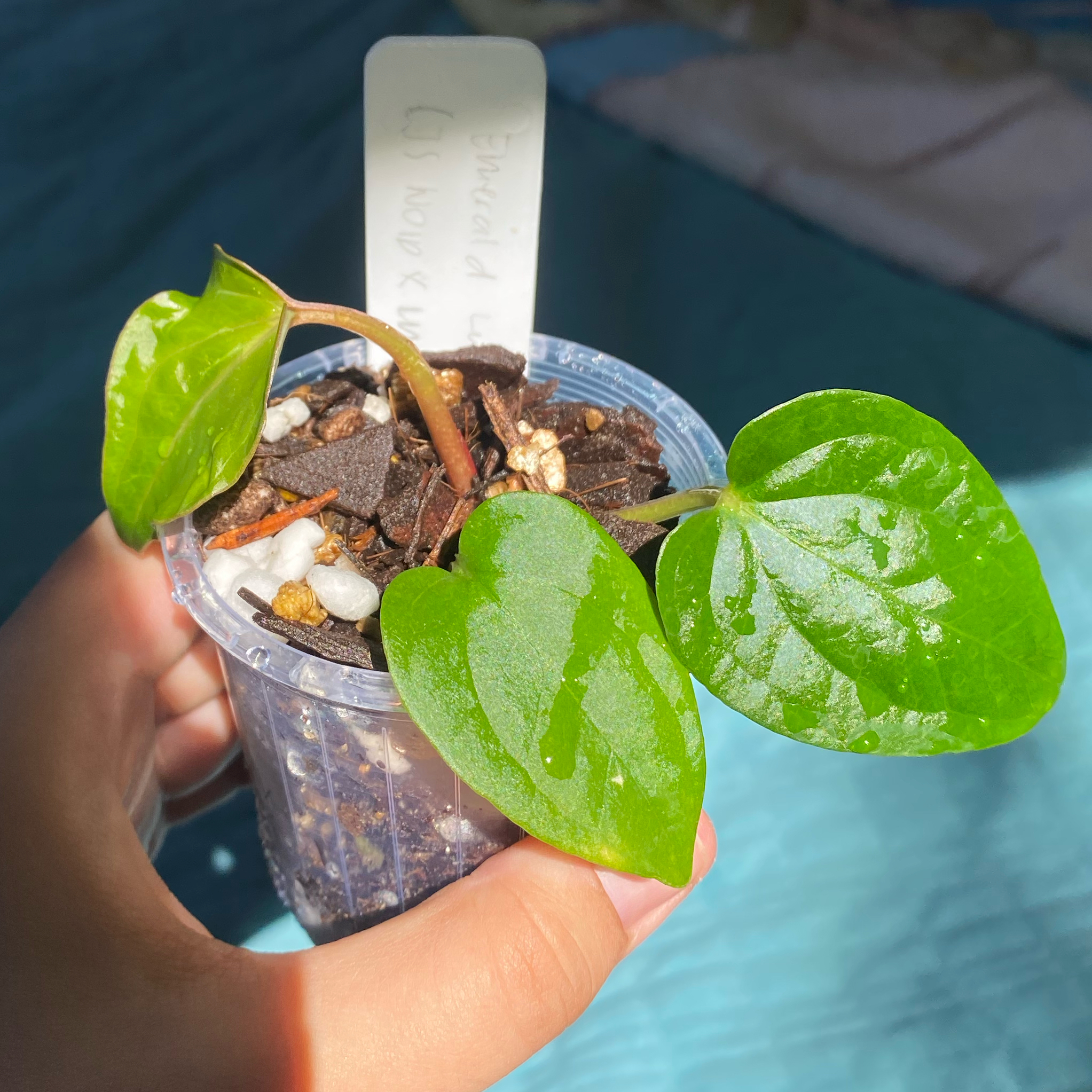 Anthurium Luxurians plant in a clear plastic pot with three healthy green leaves, held by a hand.