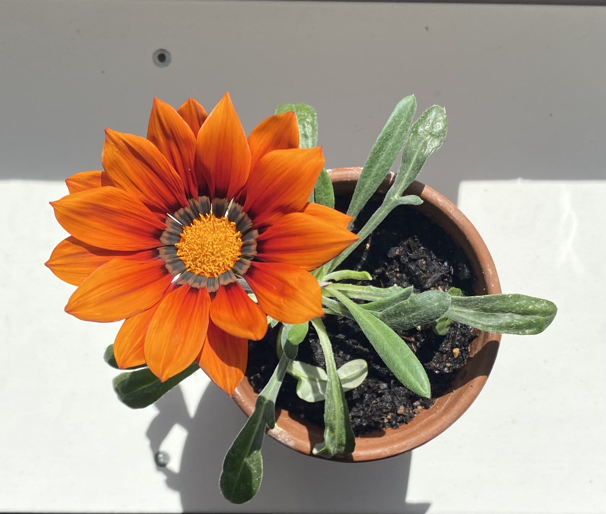 Photo from the post