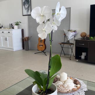 Phalaenopsis Orchid plant in Perth, Western Australia