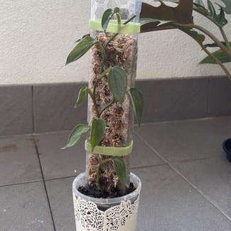 Philodendron Burle Marx Fantasy plant in Perth, Western Australia