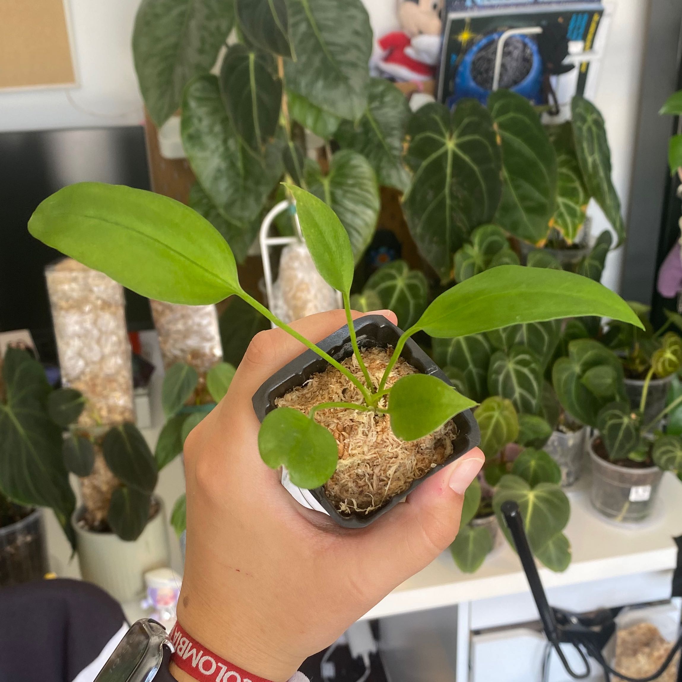 A healthy Anthurium vittariifolium plant held by a hand with multiple plants in the background.