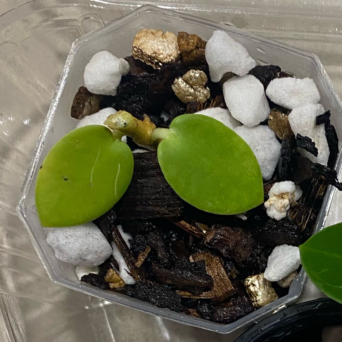 Bush Hoya plant with two green leaves in a container with mixed soil and perlite.