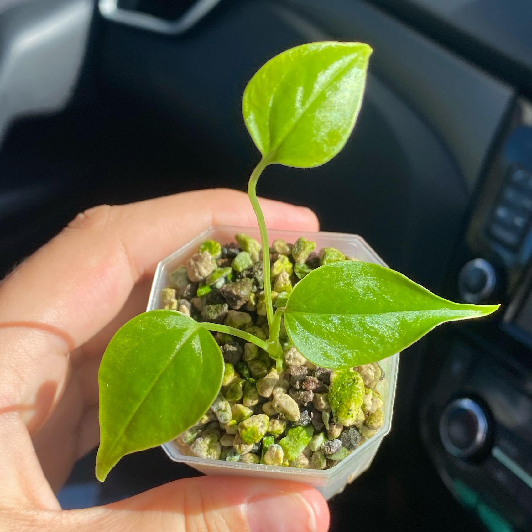 Photo of the plant species Anthurium 'Moodeanum' by @AstroMind named Anth raisin ripple bosworth beautyX Vei/roundC on Greg, the plant care app